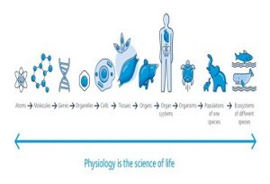 Physiology