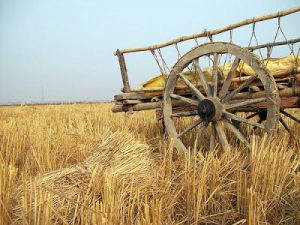 Rural Studies